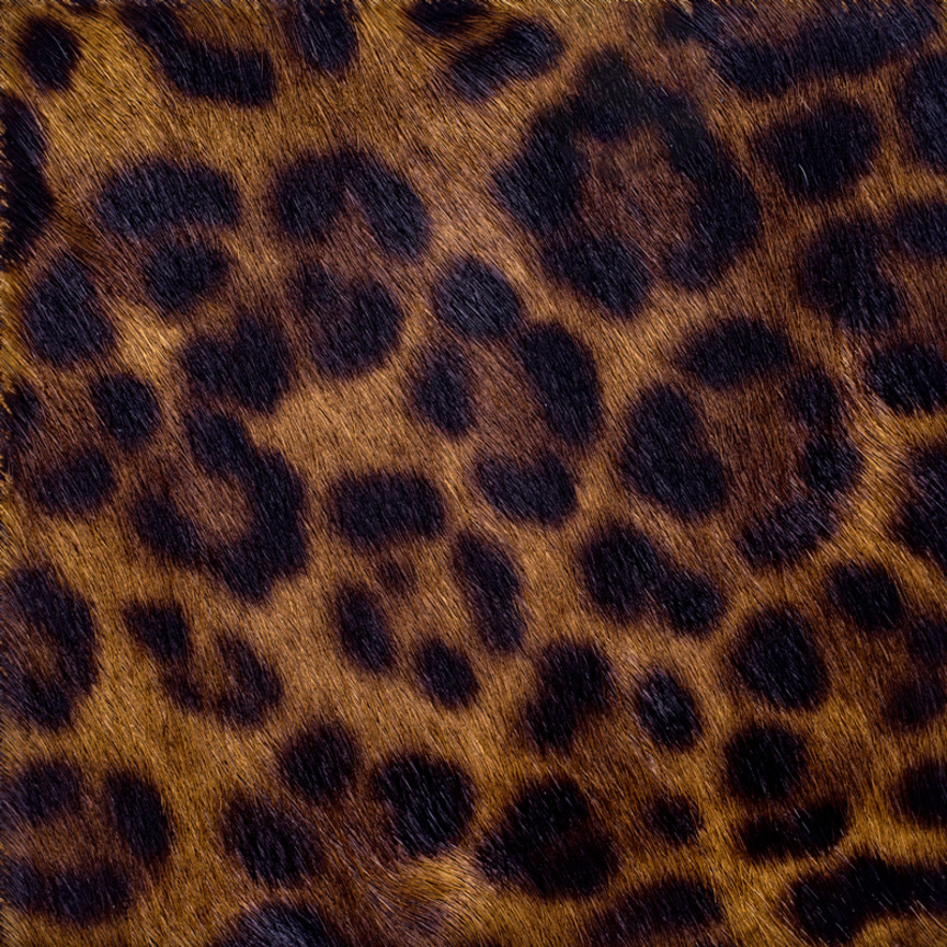 Detail image of Cavallini 090 Rafael