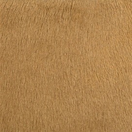 Cavallini