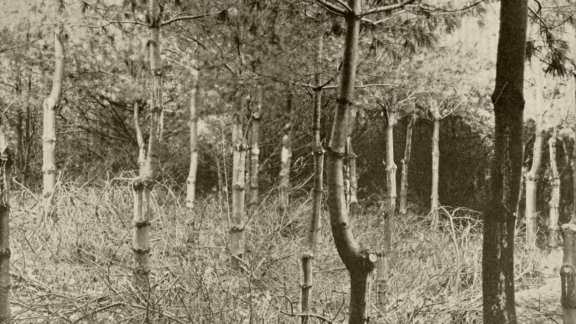Plate IV, photograph of woodland from <i>An Annotated List of the Important North American Forest Insects</i>, 1909, p. 184. Internet Archive.
