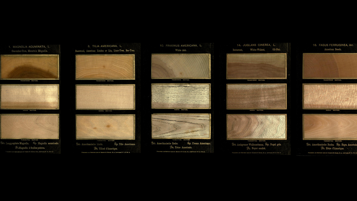Tree species cross-sections from <i>The American Woods</i>, Volume 1, by Romeyn Beck Hough and Marjorie G. Hough, 1888. Internet Archive.
