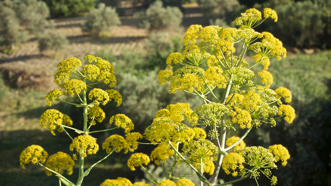 Ferula communis. Photograph licensed under CC BY‑SA 4.0 via <a href="https://commons.wikimedia.org/wiki/File:Ferula_communis-3198.jpg" tag="new">Wikimedia</a>.