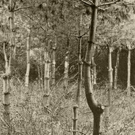 Hough’s American Woods